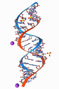 A 3D molecular model of a right-handed double helix, representing a segment of DNA. The two complementary strands are shown as orange and blue ribbons, with the individual atoms of the sugar-phosphate backbone and nucleotide bases visible as gray spheres. A few purple spheres representing ions are shown near the backbone.