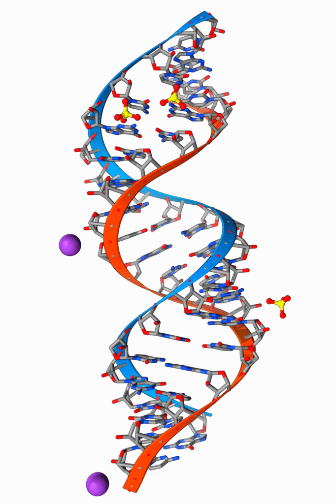 A 3D molecular model of a right-handed double helix, representing a segment of DNA. The two complementary strands are shown as orange and blue ribbons, with the individual atoms of the sugar-phosphate backbone and nucleotide bases visible as gray spheres. A few purple spheres representing ions are shown near the backbone.