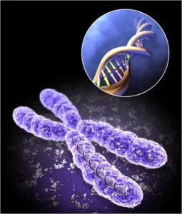 An illustration of a chromosome with a DNA double helix